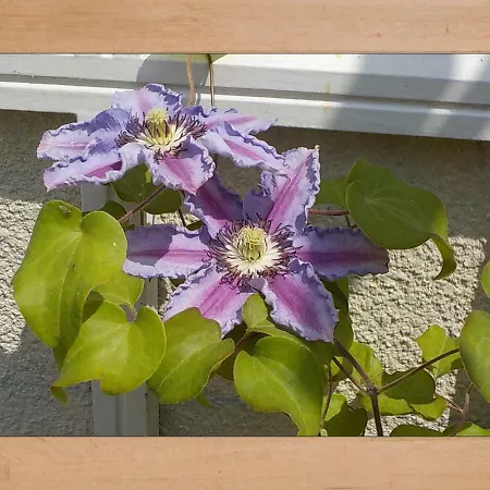 Appartement Les Clematites Dieppe